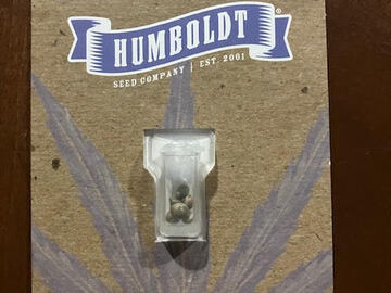 Sale: "Gazzurple" Seeds 3-PACK From Humboldt Seed Company