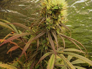 Verkaufen: Angola Red x Skunk No 1