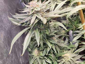 Venta: Blue Bonnet F2 #4  (S1) Indy Blue