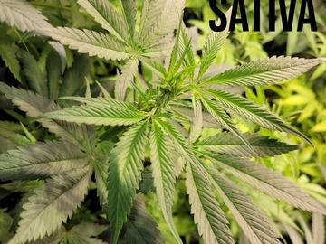 Venta: BlueBonnet F3 Sativa Leaners