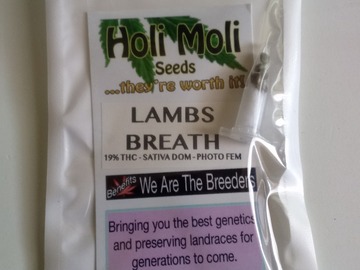 Verkaufen: ON SALE NOW! 6 FEMINIZED LAMB'S BREATH SEEDS