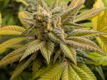 Vente: Jelly Biscuitz (Jelly Roll x Sea Biscuitz) Reg -(5) Pack