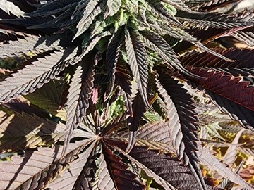 Verkaufen: Mandarin cookies x code red x wedding cake f1