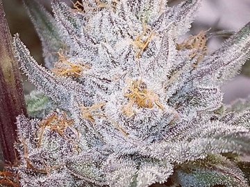 Vente: Desert Frost - Platinum Mimosa ~NM Breeder~