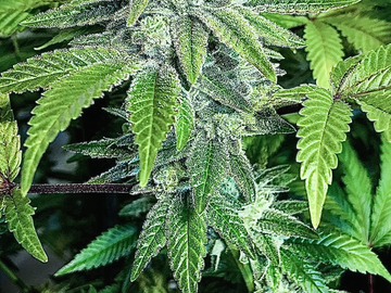 Vente: Sour Dubble Shine 10 fem seeds