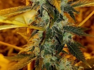Auktion: Snooze Berry OG - Auction