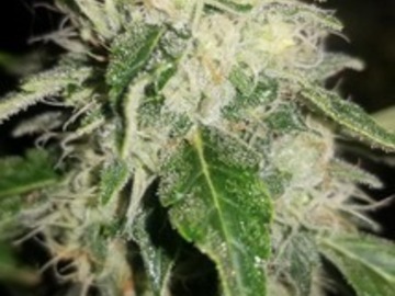 Auktion: Pink Burner OG (Sapphire OG x Bubblegum Pink Cookies) - Auction