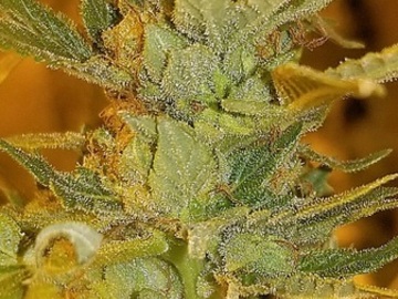 Auktion: Anubis OG (King Tut x Blue OG) - Auction