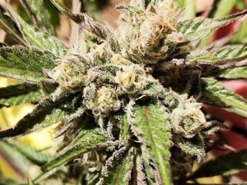 Auktion: Blue Fire OG - Auction