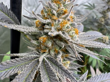 Venta: Tangerine Supreme  (Tangerine Haze x SuperBoof) 10+ female seeds