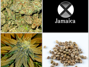 Auktion: Jamaican Collection 10 Packs - Auction
