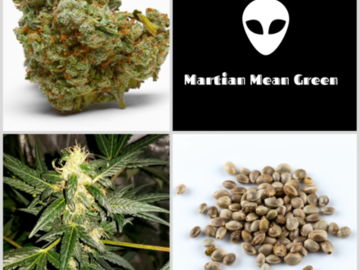 Auktion: Martian Mean Green Collection 6 Packs - Auction