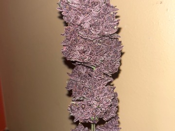 Venta: ‘Troof’ Trop cherry x Superboof 10+ female seeds