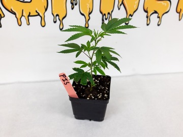Verkaufen: Pineapples in Space #4