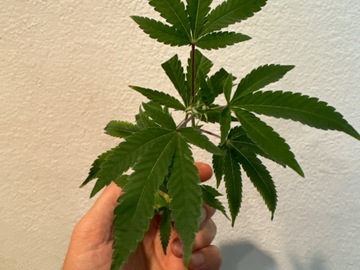 Venta: Midtown Haze( purple city’s fav strain)
