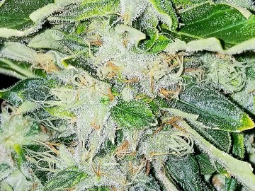 Auktion: Cereal Sundae (Cereal Milk x Cookies & Cream) - Auction