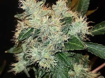 Auktion: Spectral Blue (Ghost OG x Blue Dream) - Auction