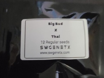 Auktion: Big Bud x Thai - Auction