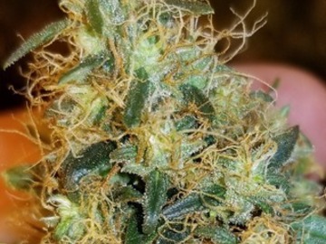 Auction: Kings Nebula (King Tut x Martian Mean Green) - Auction