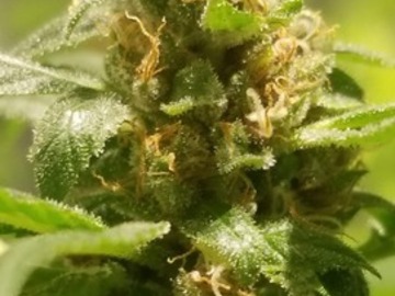 Auktion: Calm Current (Denali x Charlottes Web x Jamaican) - Auction