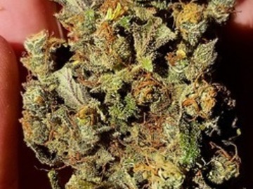 Auktion: Mean Skunk (Lemon Lights Lights x Martian Mean Green) - Auction