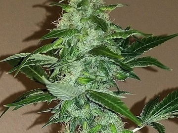 Auktion: Jamaican Skunk (Skunk #1 x Pink Cookies x Jamaican) - Auction