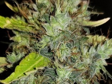 Auktion: Denali Skunk - Auction