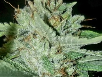 Auktion: Mellow Mountain Mist (Denali/Charlottes Web/Jamaican) - Auction