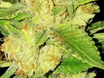 Auktion: Pink Crumble - Auction