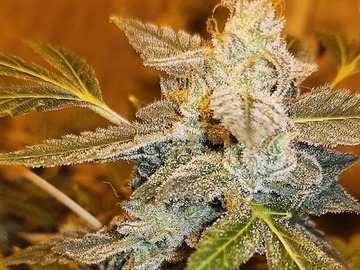 Verkaufen: Candy Cream (Ice Cream Cake x DayGlow) - 12 Regs