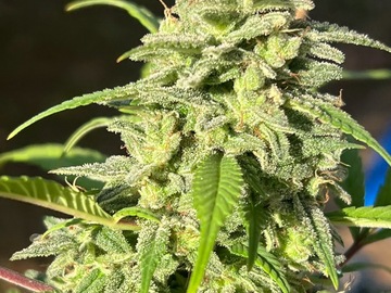 Sale: Molokai Frost regular