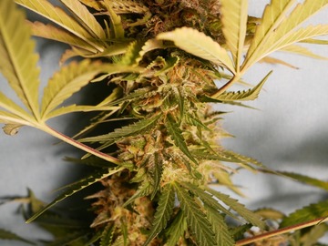 Sale: Purple Punch x Blueberry Hashplant 10 Photo Fem seeds