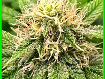 Verkaufen: 20 FEMINIZED GUSH MINTZ SEEDS 31-34%