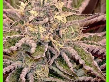 Verkaufen: 20 FEMINIZED FAT BASTARD SEEDS 30-38%