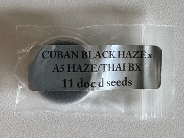 Verkaufen: Doc D - (Cuban Black Haze x A5/Thai Bx)