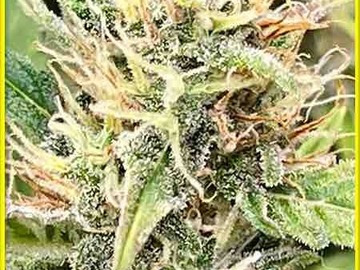Verkaufen: ON SALE NOW!! 6 FEMINIZED CRITICAL KUSH AUTO SEEDS