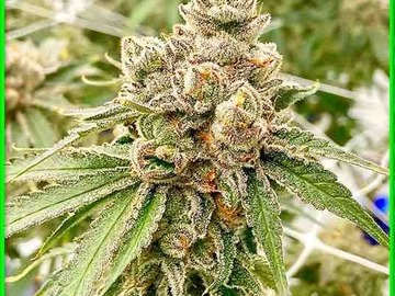 Verkaufen: 6 FEMINIZED CRITICAL GORILLA GLUE AUTOFLOWER SEEDS ON SALE NOW!!