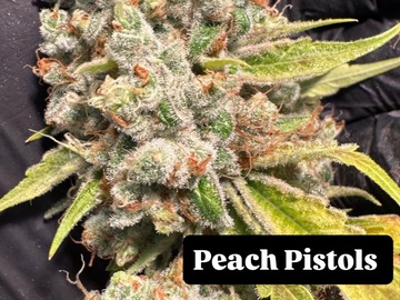 Venta: Peach Pistols 23