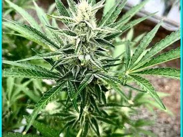 Venta: 6 FEMINIZED THAILAND RYDER AUTOFLOWER SEEDS ON SALE NOW!!
