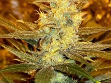 Auktion: Pineapple Kush - Auction