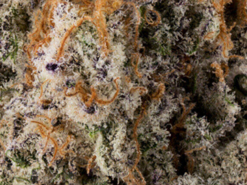 Vente: Medellin  (sour gas)
