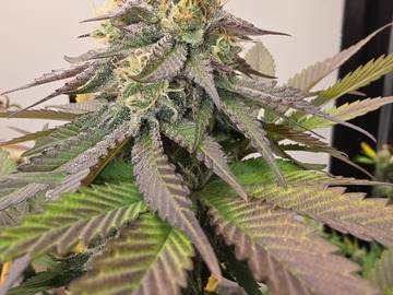 Sale: Tropicana Rebellion(Trop Cherry #8 x Eastern Rebellion) - 12 Regs