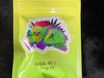 Verkaufen: Gelato 45 x Trop F2