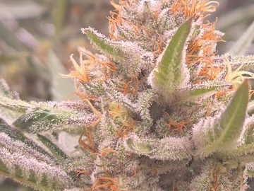 Vente: JillyBean- Candy Store Pheno (Subcool)