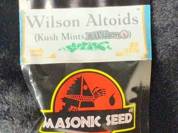 Verkaufen: Masonic Seeds - Wilson Altiods - Kush Mints x Wilson