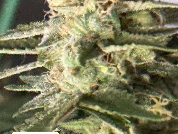 Vente: Green Crack