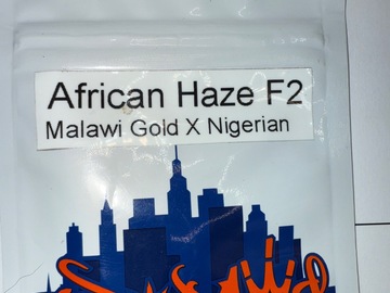 Sale: Top Dawg Seeds: African Haze F2