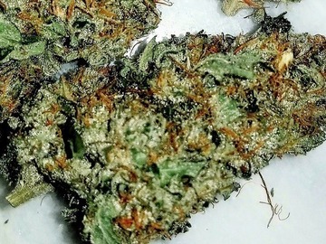 Auktion: Citral Lights (Northern Lights x Citral Skunk) - Auction