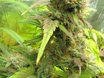 Verkaufen: Basmati Gold - Colombian Gold x Afghan