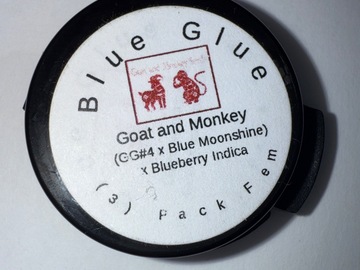 Verkaufen: Goat & Monkey Seeds : Blue Glue